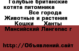 Голубые британские котята питомника Silvery Snow. - Все города Животные и растения » Кошки   . Ханты-Мансийский,Лангепас г.